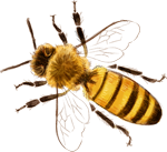 La sciamatura - apis mellifera