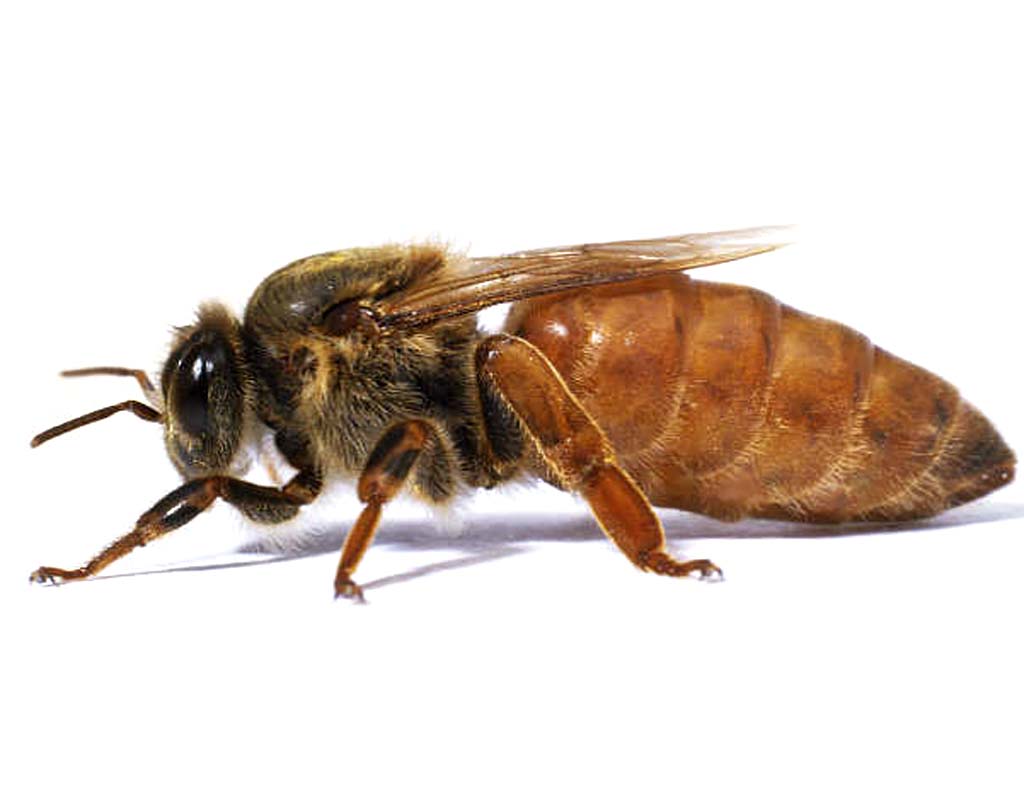 La sciamatura - ape regina