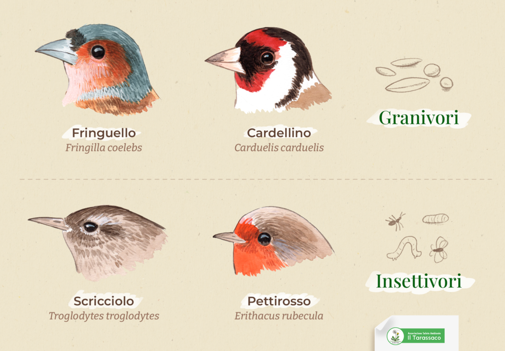 Il giardino selvatico - insetti granivori e insettivori