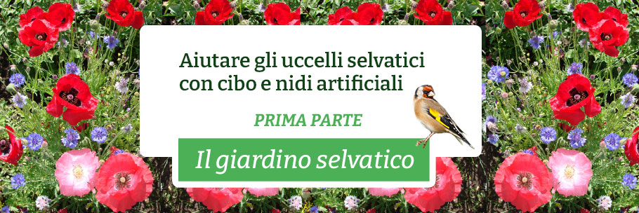 Il giardino selvatico